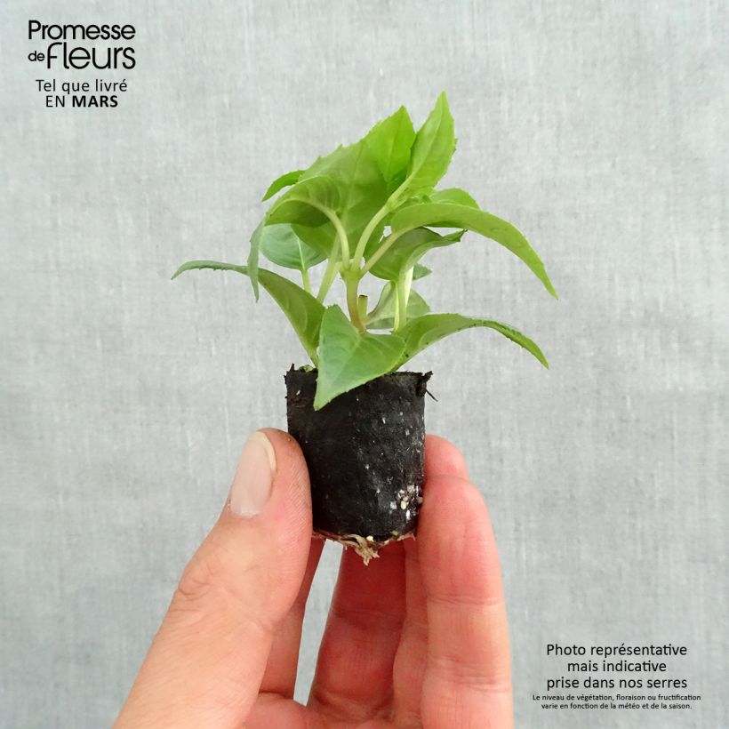 Example of Fuchsia Pink Galore Mini-Plug Ø 1,5/2,5 cm as you get in printemps