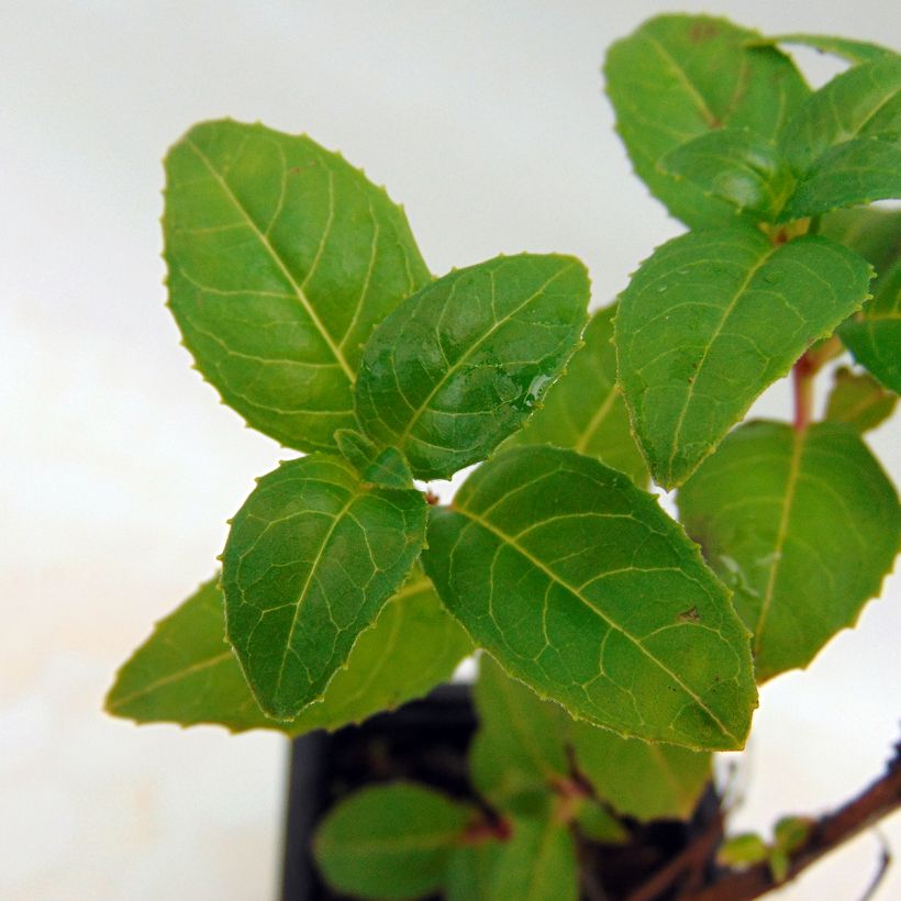 Fuchsia Royal Mosaïc (Foliage)