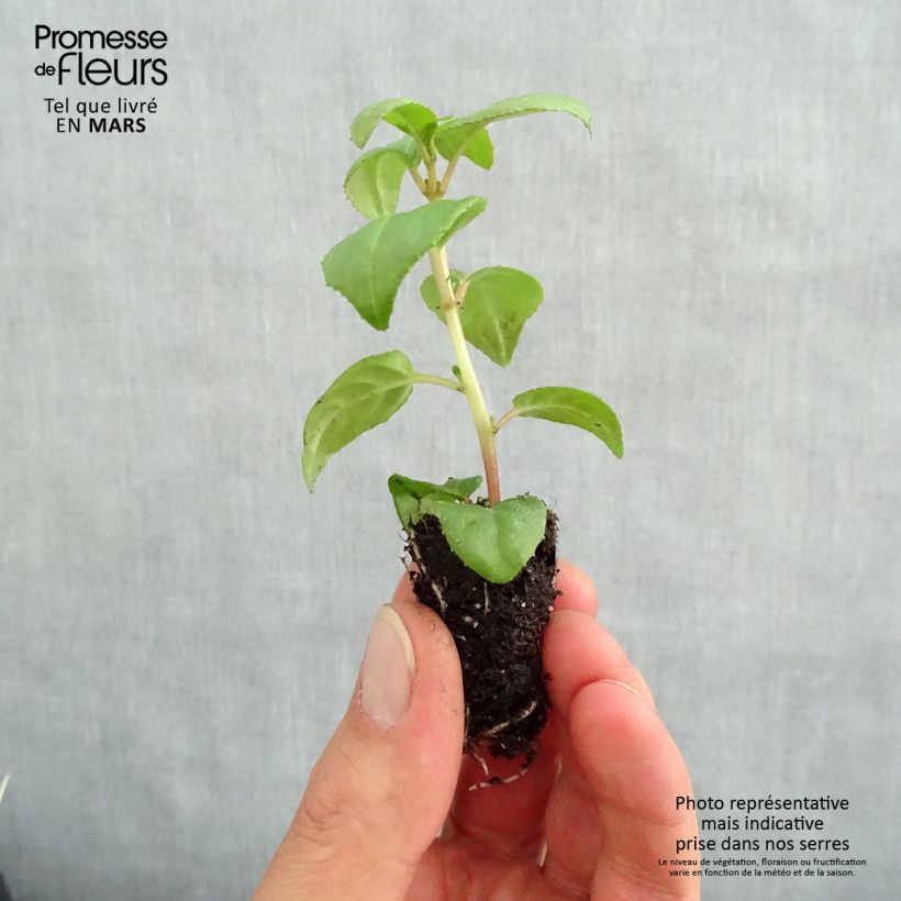 Example of Fuchsia Sir Matt Busby Mini-Plug Ø 1,5/2,5 cm as you get in printemps