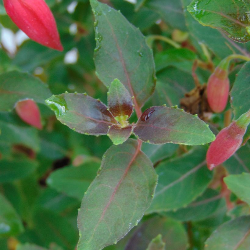 Fuchsia Alice Hoffman (Foliage)