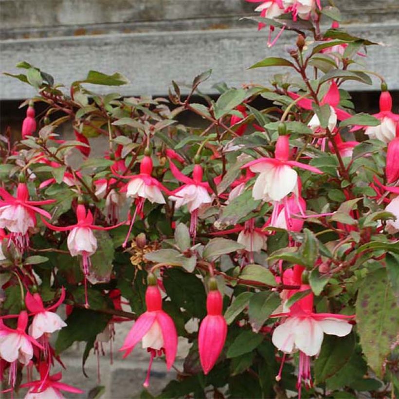 Fuchsia Alice Hoffman (Flowering)