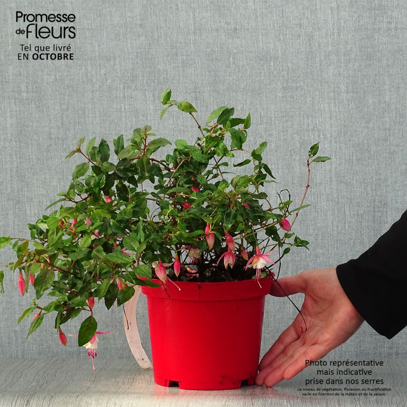 Example of Fuchsia Alice Hoffman Topf mit 2L/3L as you get in automne