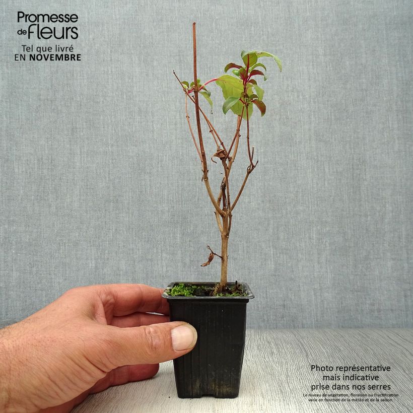 Example of Fuchsia Blue Sarah Kleine Töpfe von 7/8 cm as you get in automne
