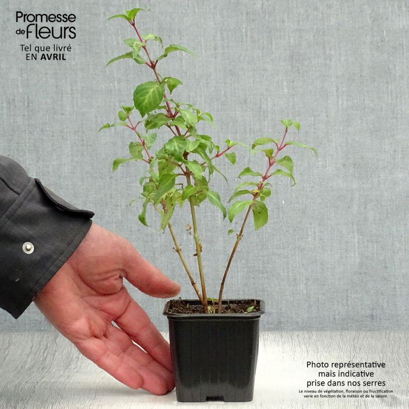 Exemplar von Fuchsia Blue Sarah Kleine Töpfe von 7/8 cm wie im Frühjahr geliefert