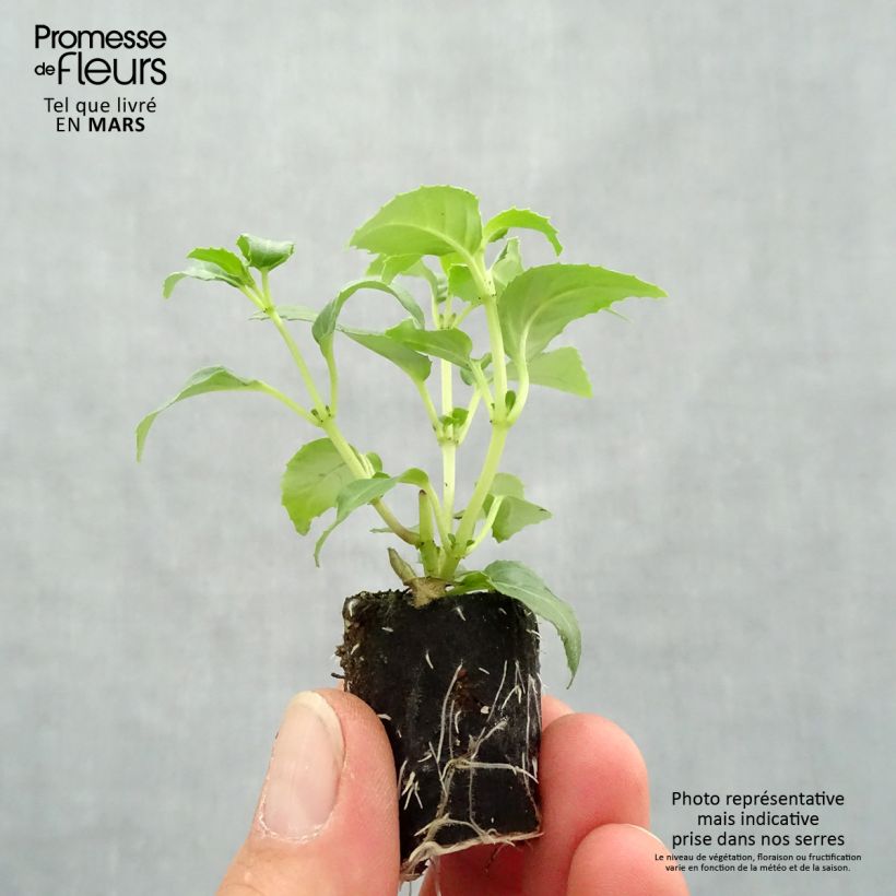 Example of Fuchsia Blue Sarah Mini-Plug Ø 3/4 cm as you get in printemps