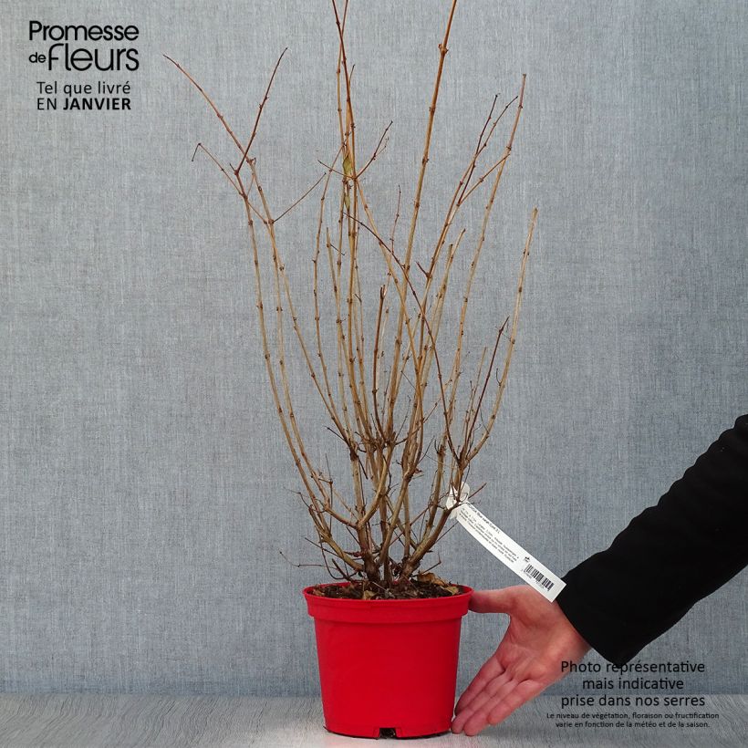 Exemplar von Fuchsia Blue Sarah Topf mit 2L/3L wie im Winter geliefert