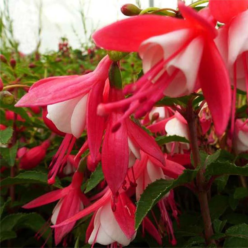 Fuchsia Lady Thumb (Flowering)