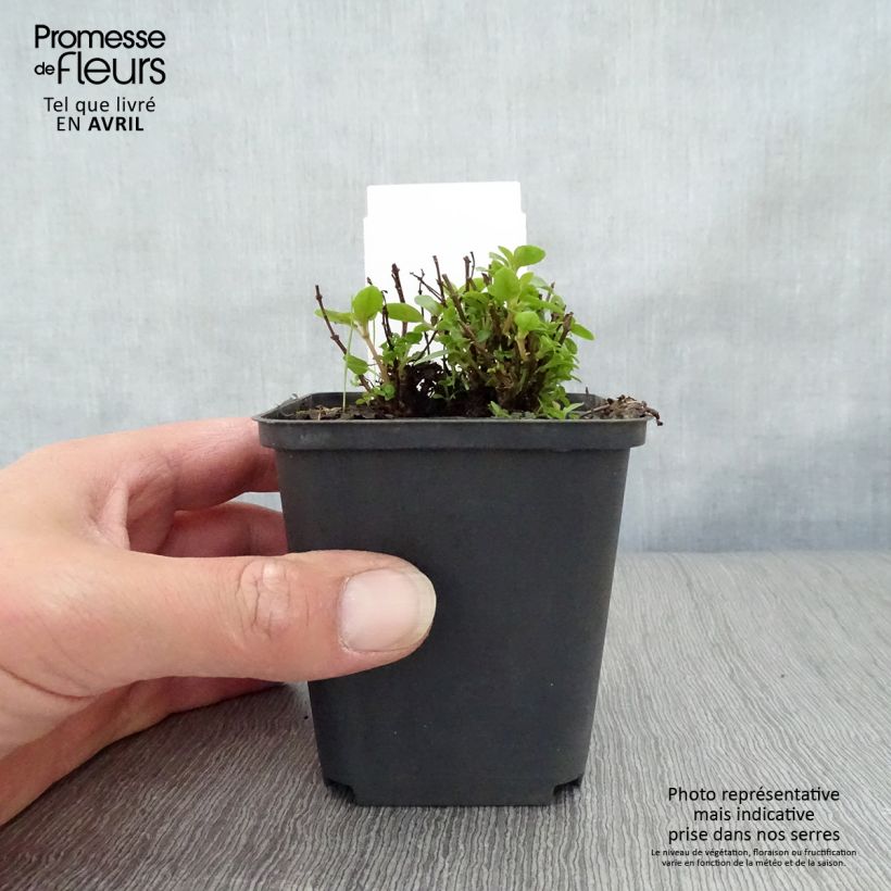 Exemplar von Fuchsia Lady Thumb Kleine Töpfe von 8/9 cm wie im Frühjahr geliefert