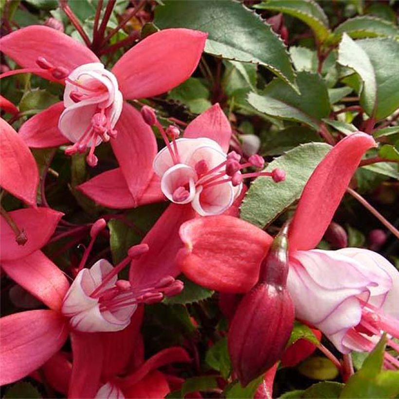 Fuchsia Mme Cornelissen (Flowering)