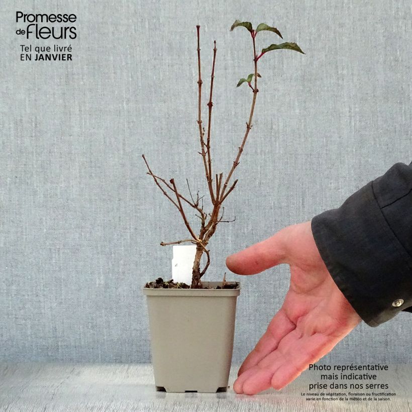 Exemplar von Fuchsia Mme Cornelissen Kleine Töpfe von 7/8 cm wie im Winter geliefert