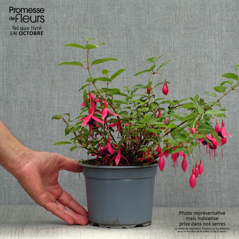 Example of Fuchsia Mrs Popple Topf mit 2L/3L as you get in automne