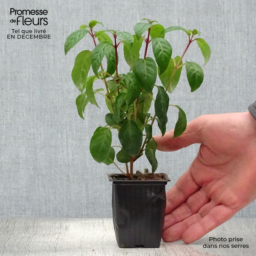 Exemplar von Fuchsia Princess Dollar Kleine Töpfe von 7/8 cm wie im Winter geliefert