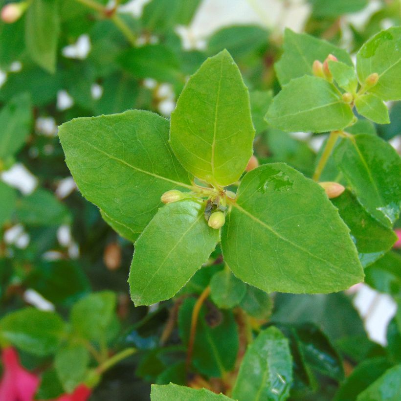 Fuchsia Tom Thumb (Foliage)