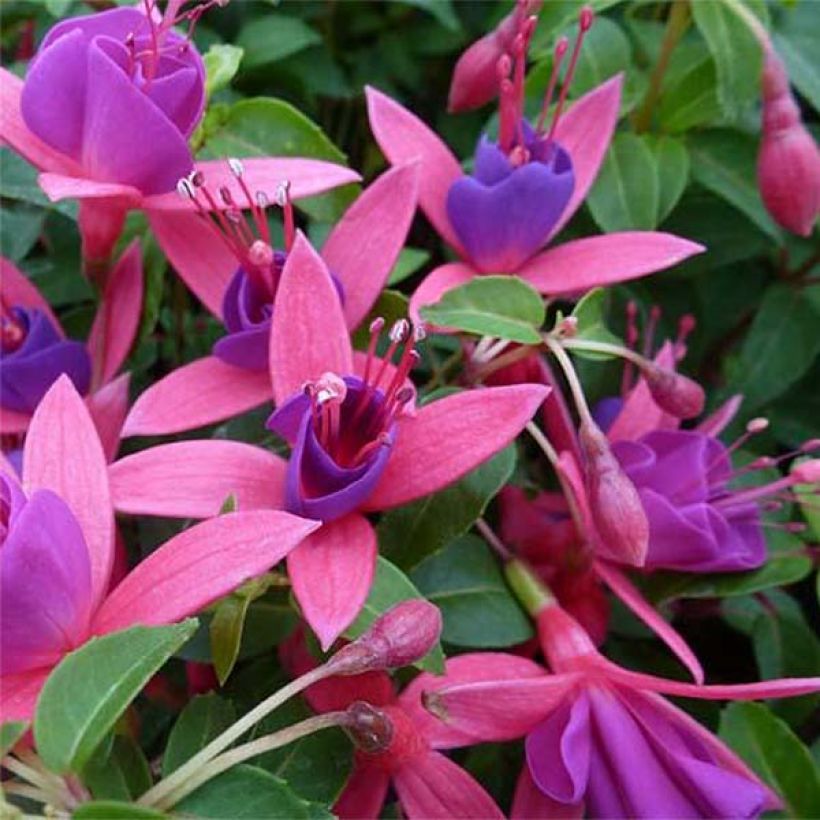 Fuchsia Tom Thumb (Flowering)