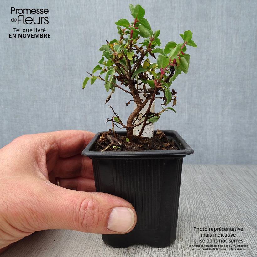 Example of Fuchsia Tom Thumb Kleine Töpfe von 8/9 cm as you get in automne