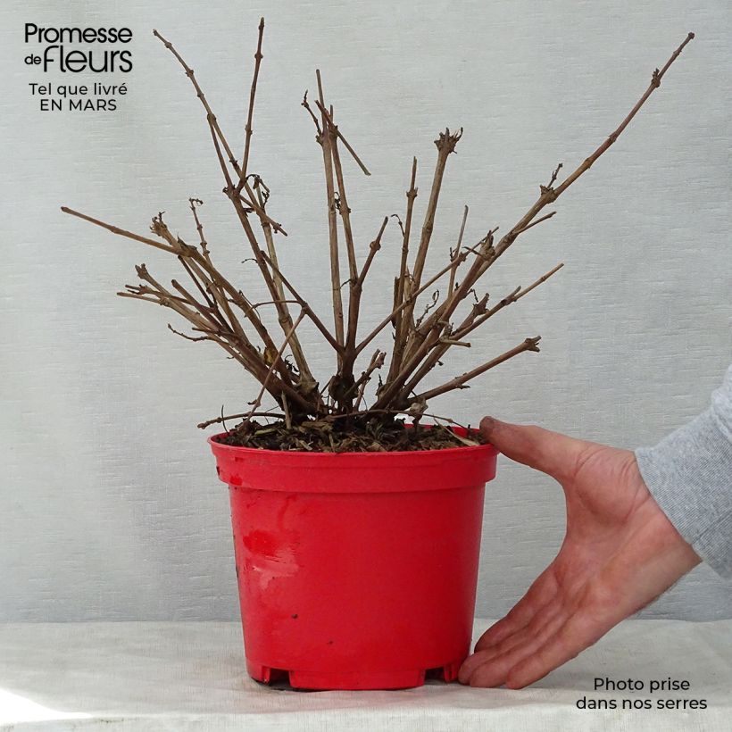 Exemplar von Fuchsia Tom West Topf mit 2L/3L wie im Frühjahr geliefert