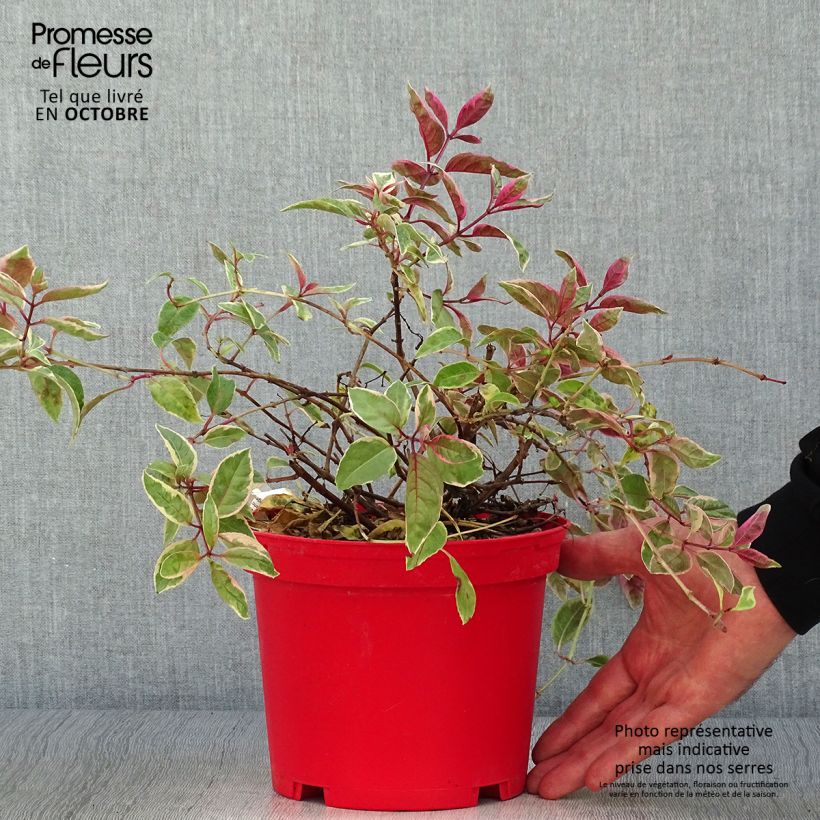 Example of Fuchsia Tom West Topf mit 2L/3L as you get in automne
