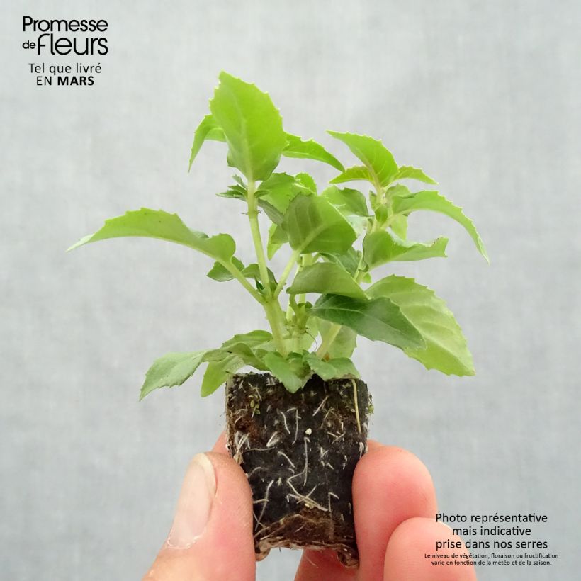 Example of Fuchsia Bella Nora Mini-Plug Ø 3/4 cm as you get in printemps