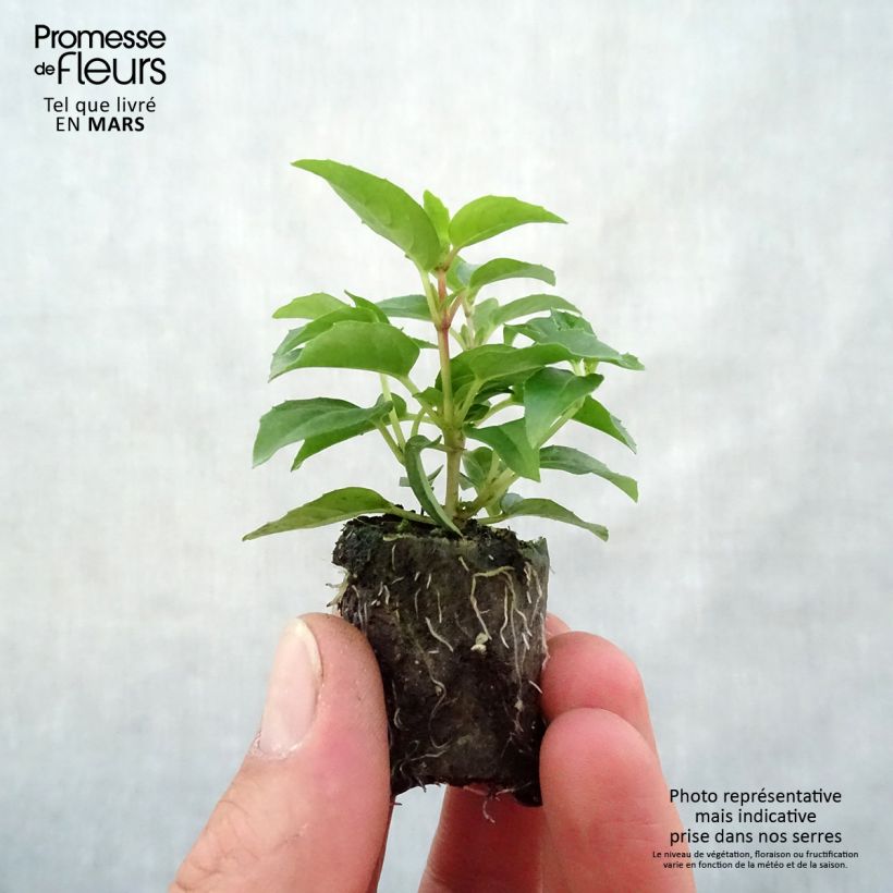 Example of Fuchsia Bella Sophia Mini-Plug Ø 3/4 cm as you get in printemps