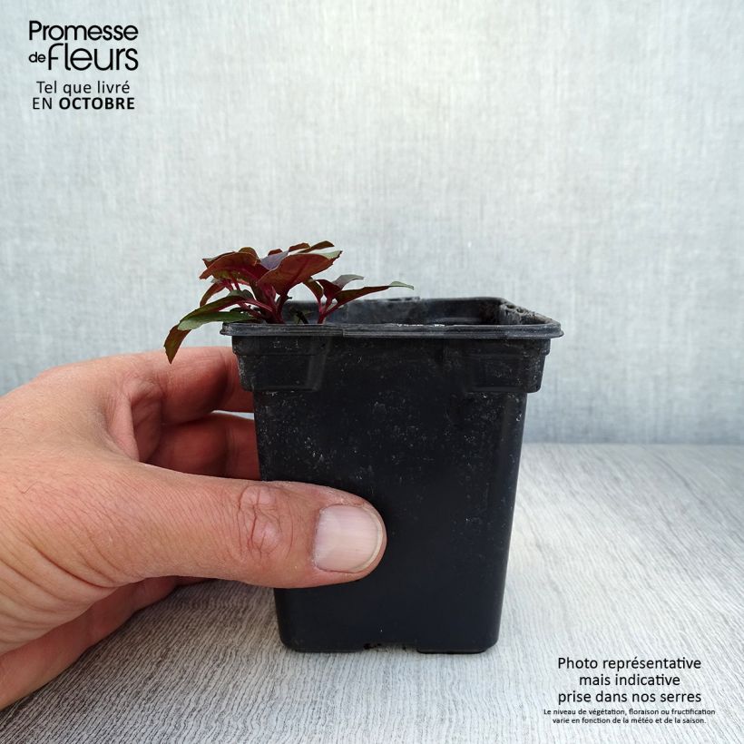 Example of Fuchsia triphylla Kleine Töpfe von 7/8 cm as you get in automne