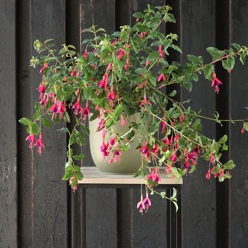 Fuchsia Mrs Popple (Wuchs)
