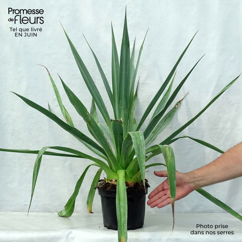 Exemplar von Furcraea longaeva Topf mit 4L/5L wie im Sommer geliefert