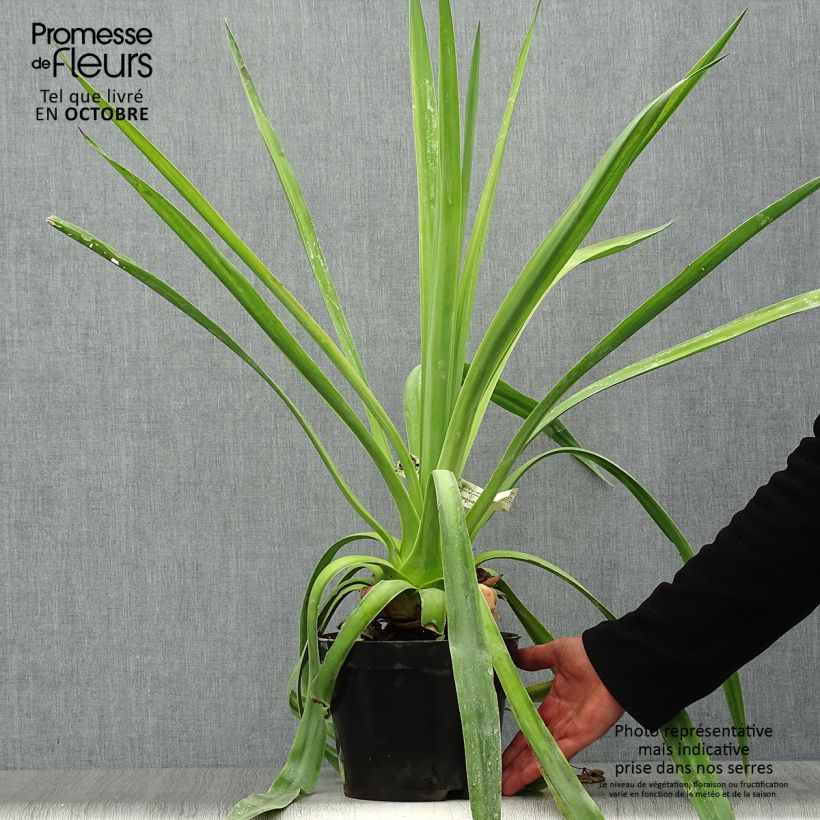 Example of Furcraea longaeva Topf mit 4L/5L as you get in automne