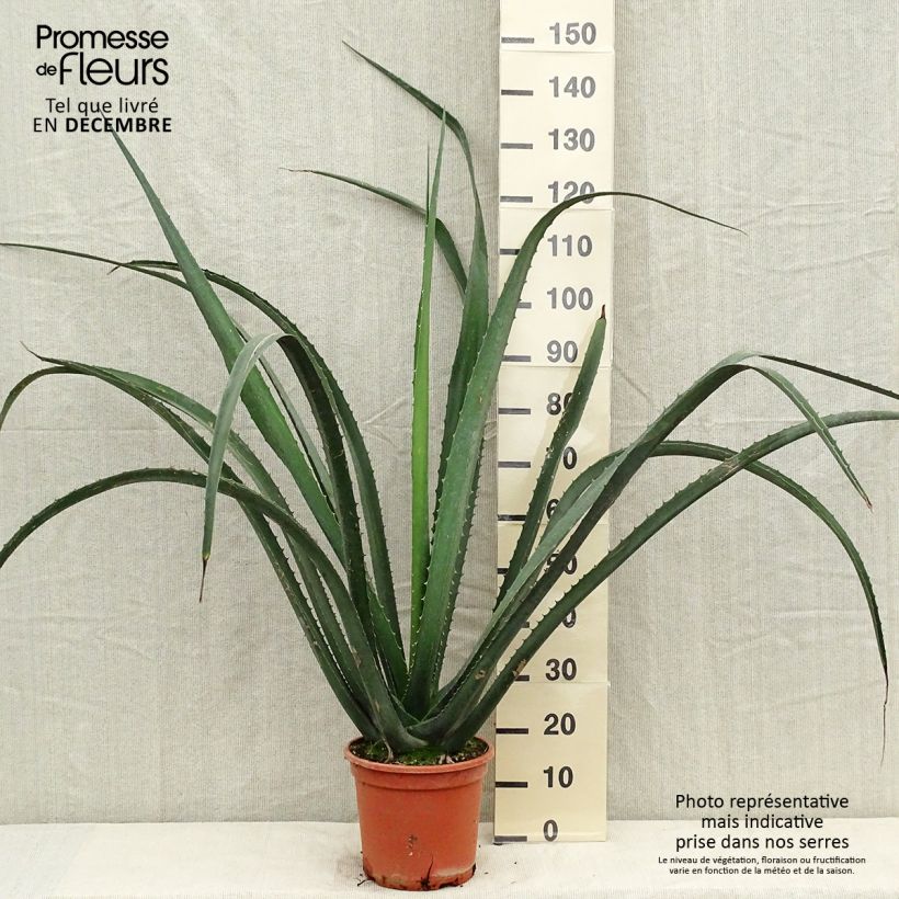 Exemplar von Furcraea macdougallii Topf mit 7,5L/10L wie im Winter geliefert