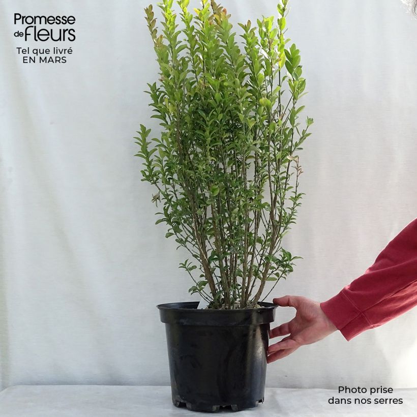 Exemplar von Japanischer Spindelstrauch Benkomasaki - Euonymus japonicus Topf mit 7,5L/10L wie im Winter geliefert