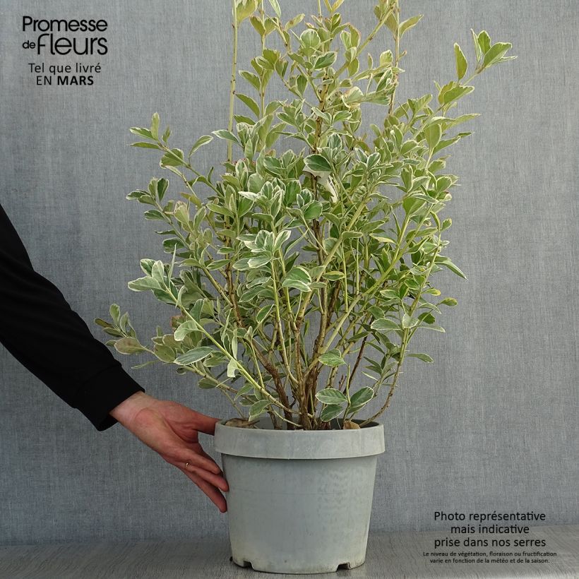 Exemplar von Japanischer Spindelstrauch Silver King - Euonymus japonicus Topf mit 7,5L/10L wie im Winter geliefert