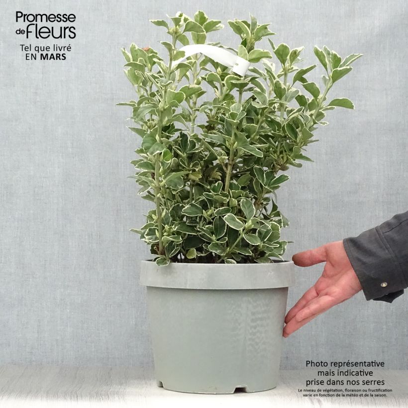 Exemplar von Japanischer Spindelstrauch Silver King - Euonymus japonicus Topf mit 7,5L/10L wie im Frühjahr geliefert
