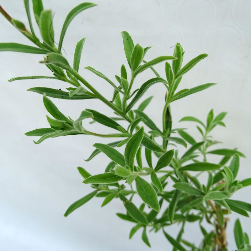 Zauschneria californica - Kolibritrompete (Foliage)