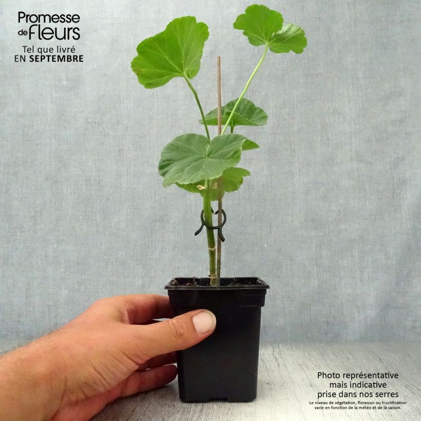 Example of Zonal-Pelargonie Appleblossom - Pelargonium Kleine Töpfe von 7/8 cm as you get in automne