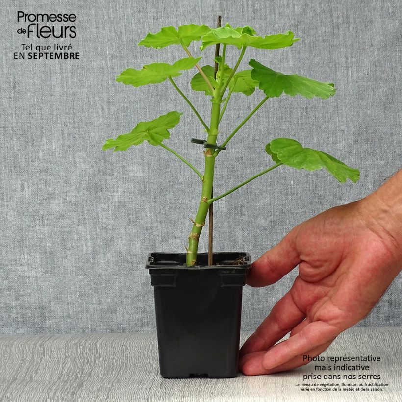 Example of Zonal-Pelargonie Fantaisy Crystal Palace Gem - Pelargonium Kleine Töpfe von 7/8 cm as you get in automne