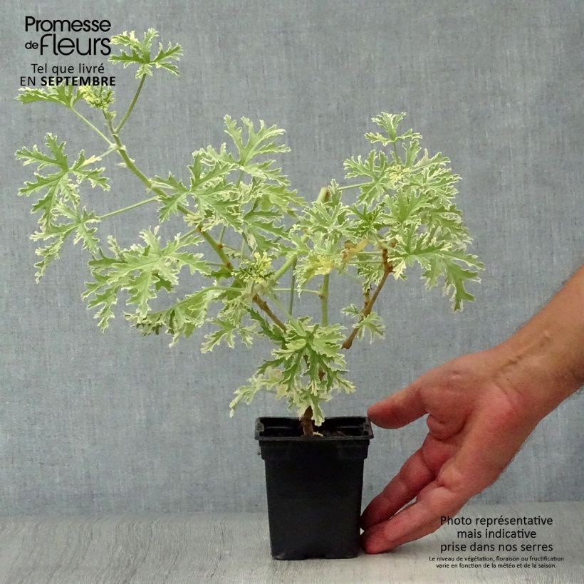 Example of Duftende Pelargonie Grey Lady Plymouth - Pelargonium graveolens Kleine Töpfe von 7/8 cm as you get in automne