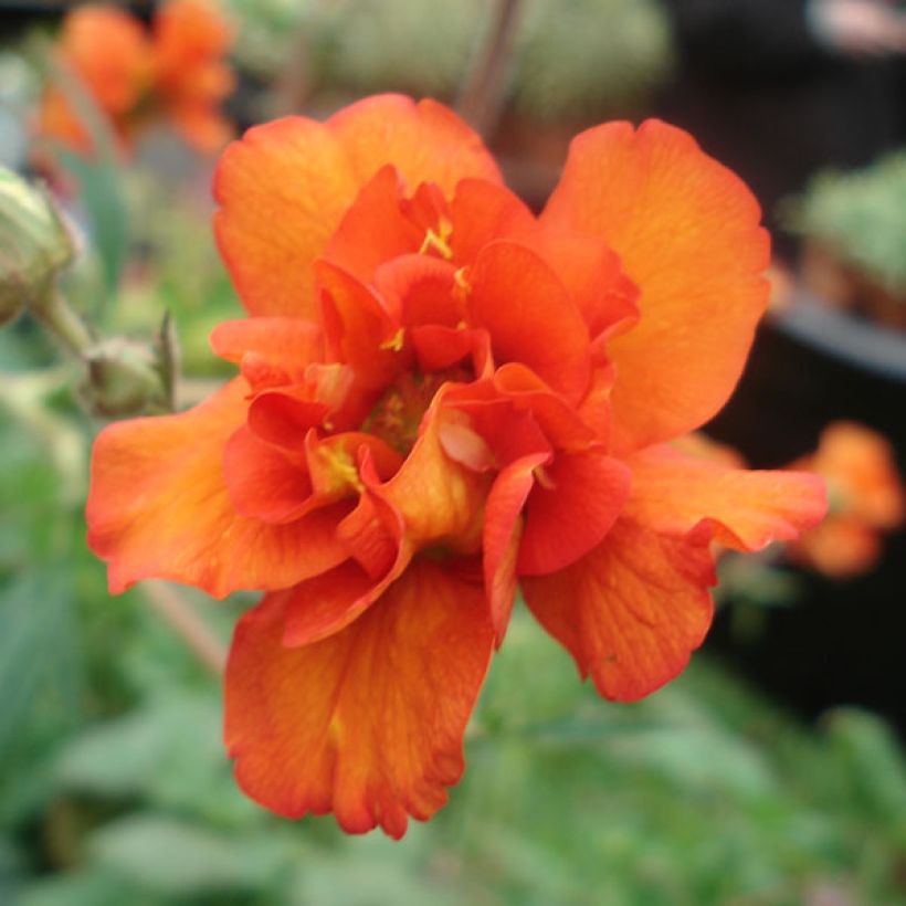 Geum Prinses Juliana - Nelkenwurz (Flowering)