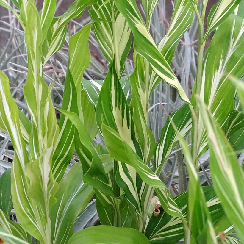Japanischer Ingwer Dancing Crane - Zingiber mioga (Foliage)