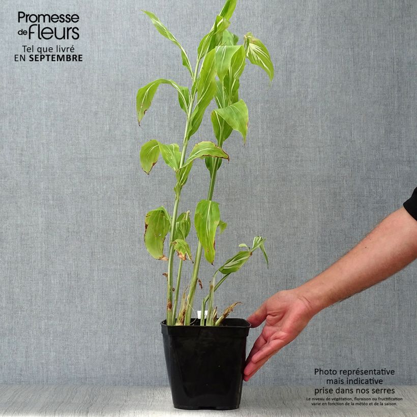 Exemplar von Japanischer Ingwer Dancing Crane - Zingiber mioga Topf mit 3L/4L wie im Herbst geliefert