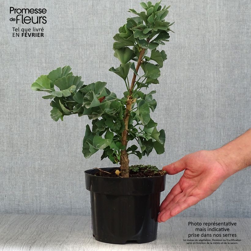 Example of Ginkgo biloba Troll - Fächerblattbaum Topf mit 2L/3L as you get in automne