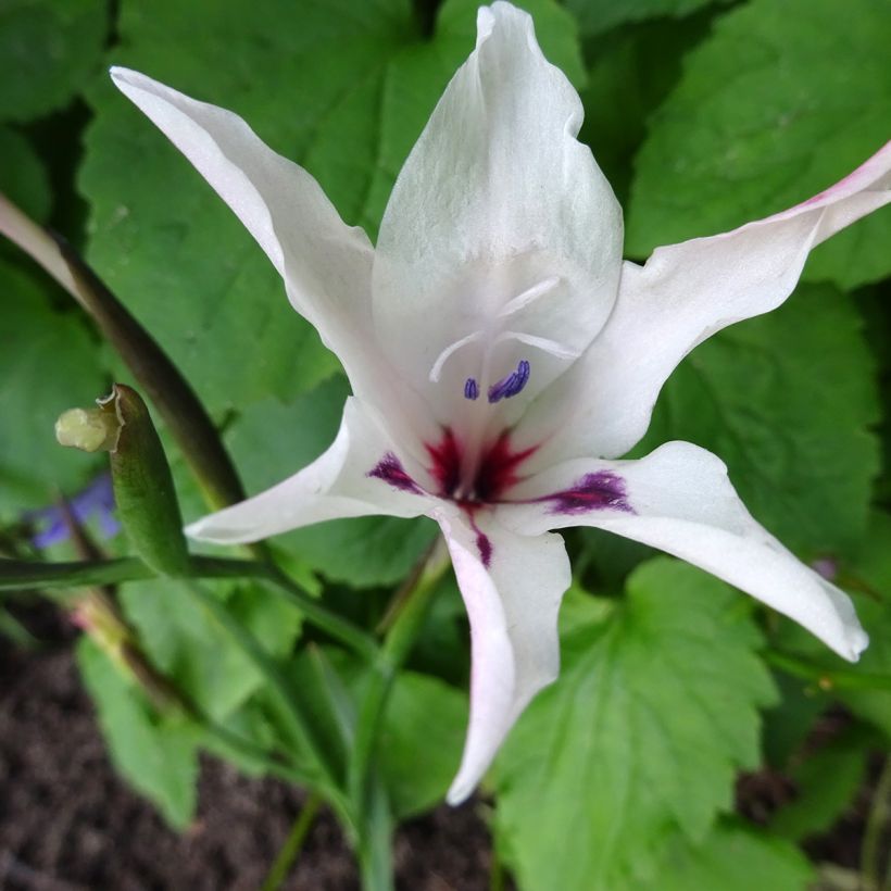 Gladiolus carneus Albidus - Gladiole (Flowering)