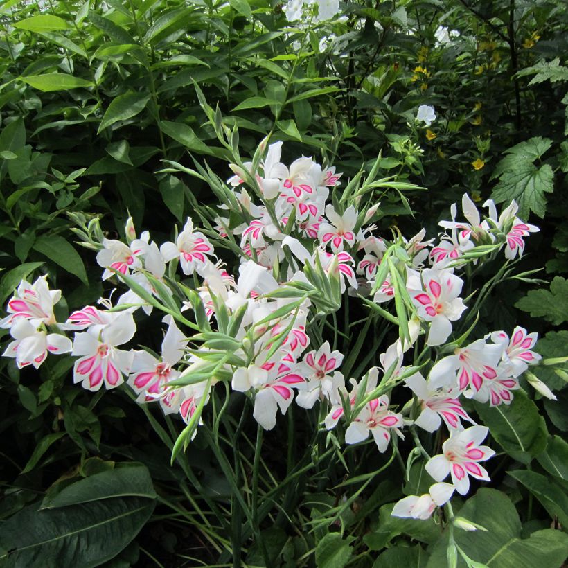 Gladiolus colvillei Prins Claus - Zwerg-Gladiole (Plant habit)