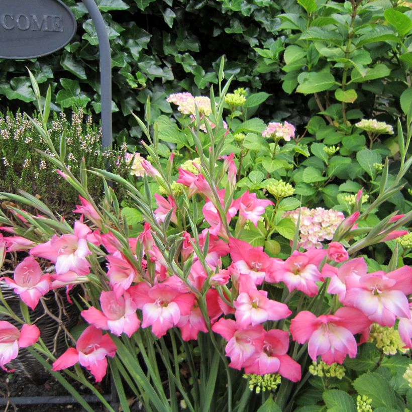 Gladiolus tubergenii Charming Beauty - Gladiole (Plant habit)