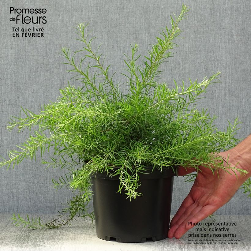 Example of Grevillea rosmarinifolia - Rosmarin-Silbereiche Topf mit 2L/3L as you get in automne