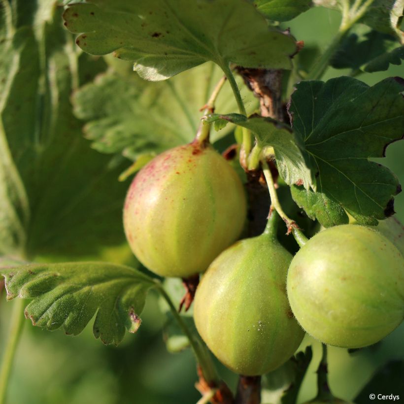 Stachelbeere - Ribes uva-crispa (Harvest)
