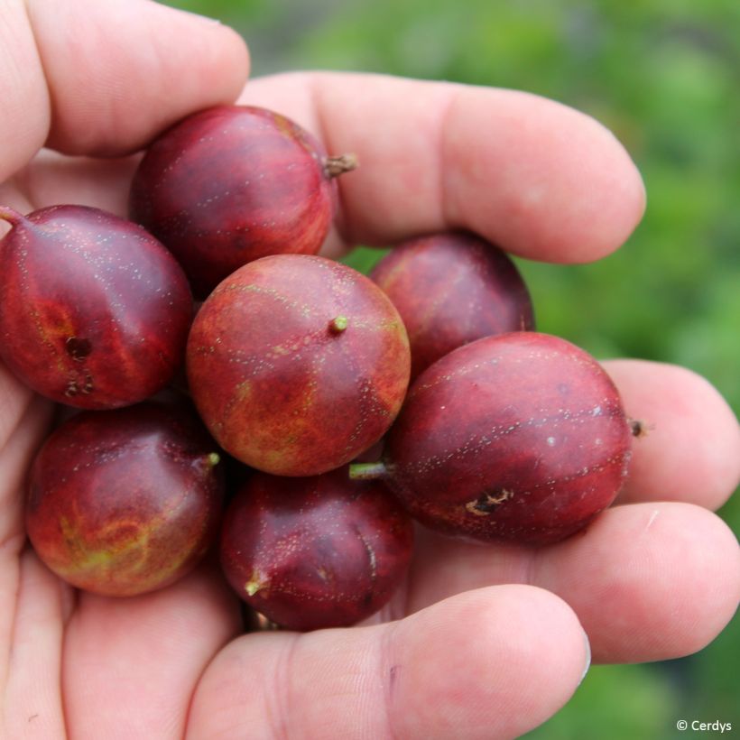Stachelbeere Crispa Nibbling (Harvest)