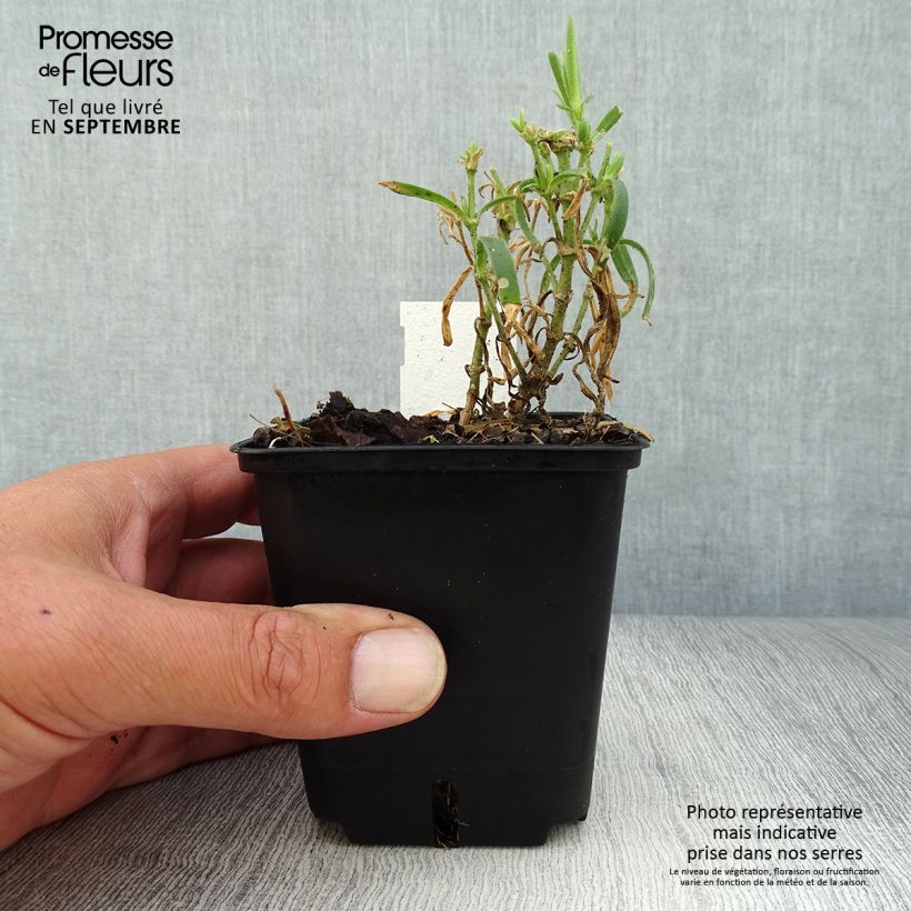 Example of Rispiges Gipskraut Snow Flake - Gypsophila paniculata Kleine Töpfe von 8/9 cm as you get in automne