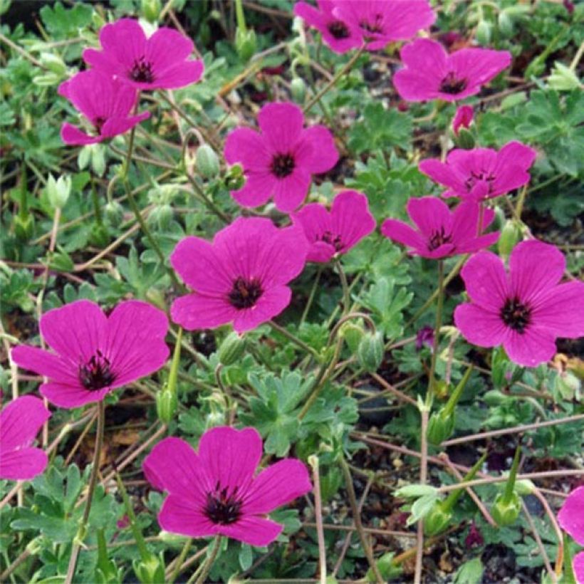 Geranium cinereum v. subcaulescens Giuseppii - Aschgrauer Storchschnabel (Flowering)
