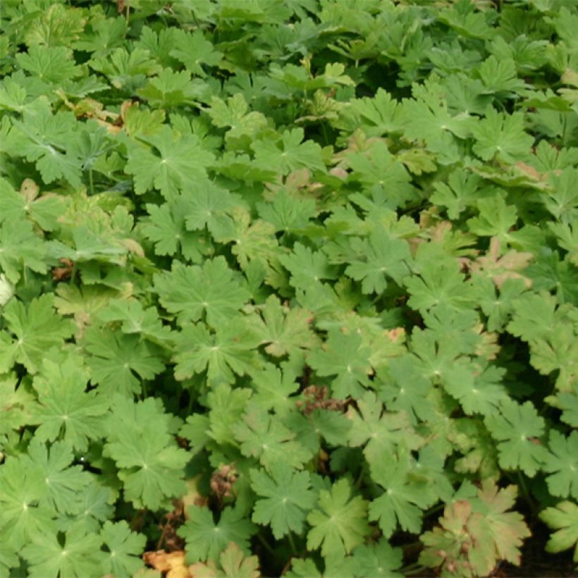 Geranium macrorrhizum Bevan s Variety - Balkan-Storchschnabel (Foliage)