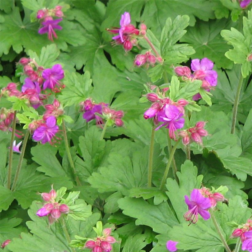 Geranium macrorrhizum Bevan s Variety - Balkan-Storchschnabel (Flowering)