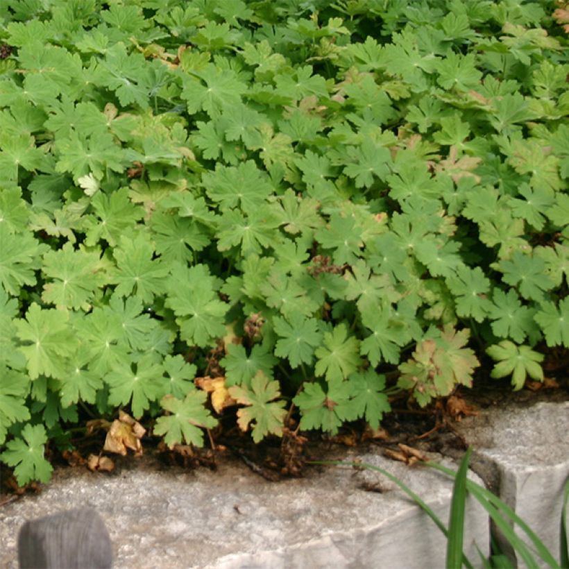 Geranium macrorrhizum Bevan s Variety - Balkan-Storchschnabel (Plant habit)